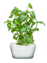Peppermint Plant Cups