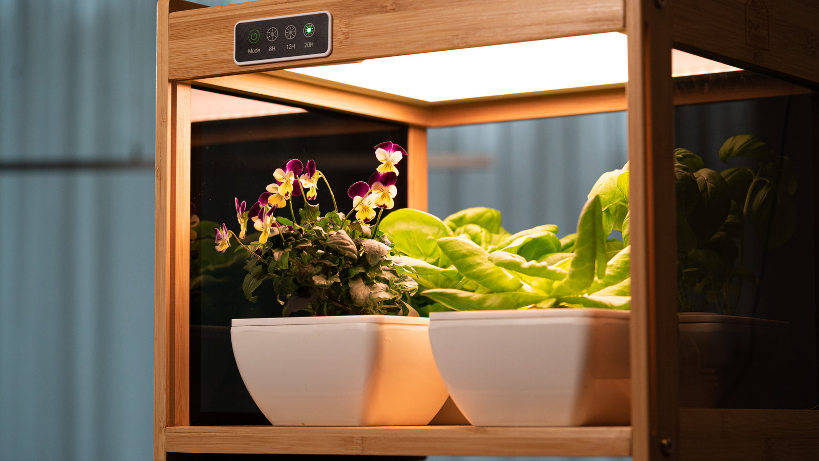 Plants love light