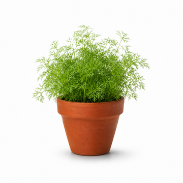 Dille 6-pack