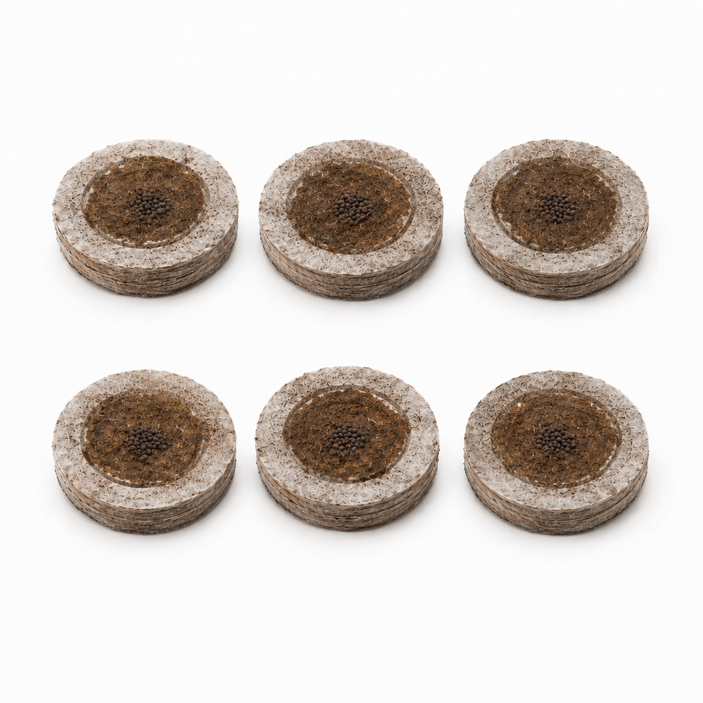 Basilicum 6-pack
