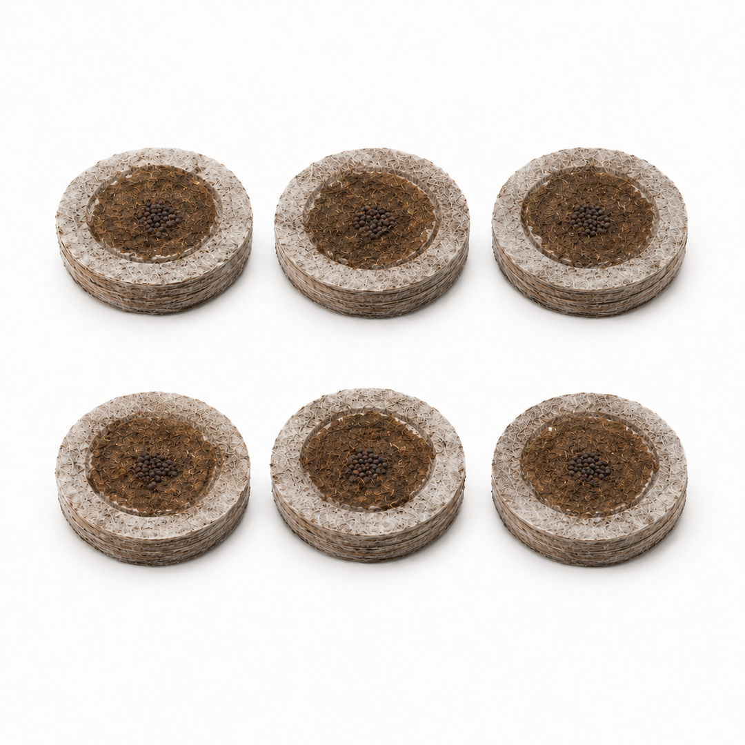 Basilicum 6-pack