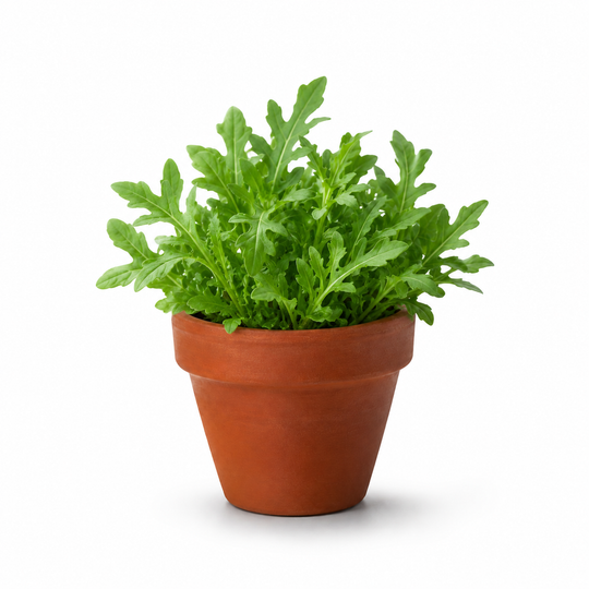 Rucola 6-pack