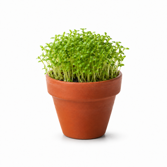 Tuinkers 6-pack