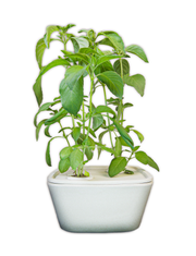 Lemon Basil Plant Cups