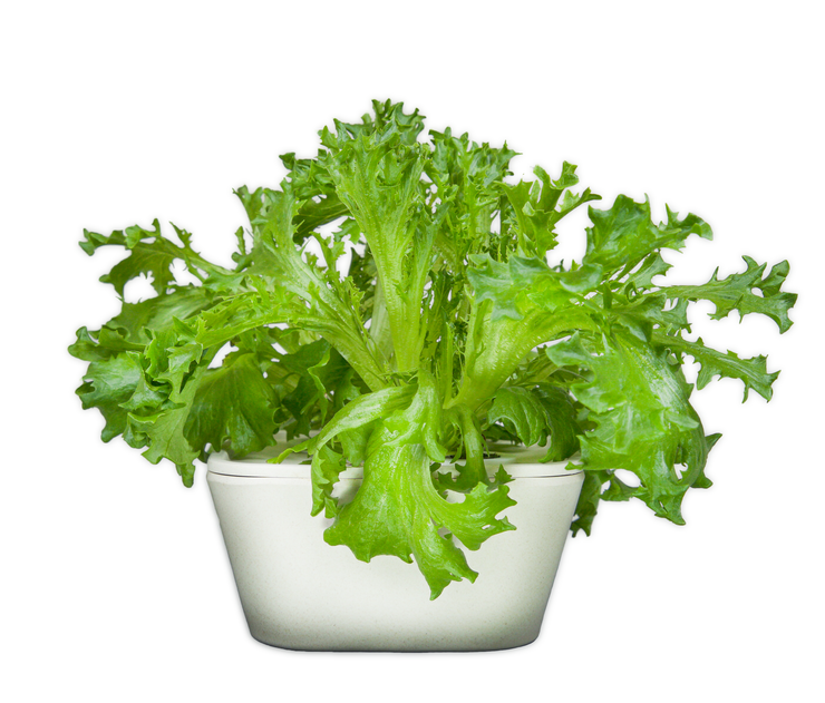 Frisée Lettuce Plant Cups