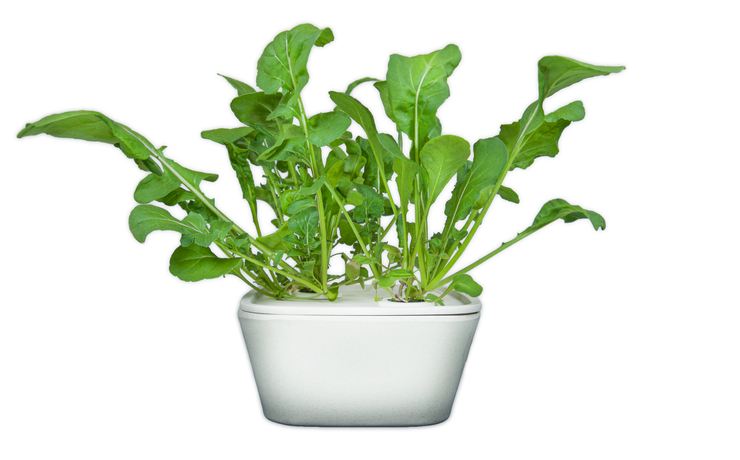 Rucola Plant Cups 