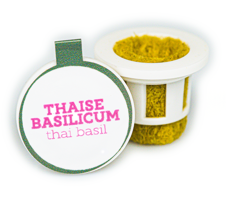 Thaise Basilicum Plant Cups 