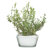 Thyme Plant cups