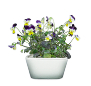Violets Plant Cups